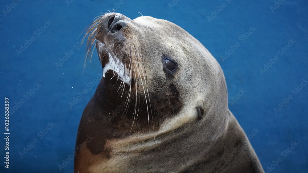 Fototapeta premium Sea lion in Galapagos Islands