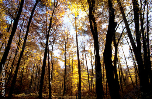 Herbst in der Natur