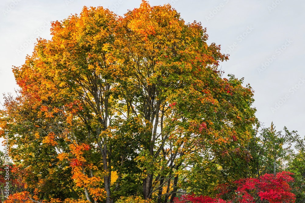 Naklejka premium Beautiful view of bright autumn maple tree with orange and red leaves under clear sky. Sweden.