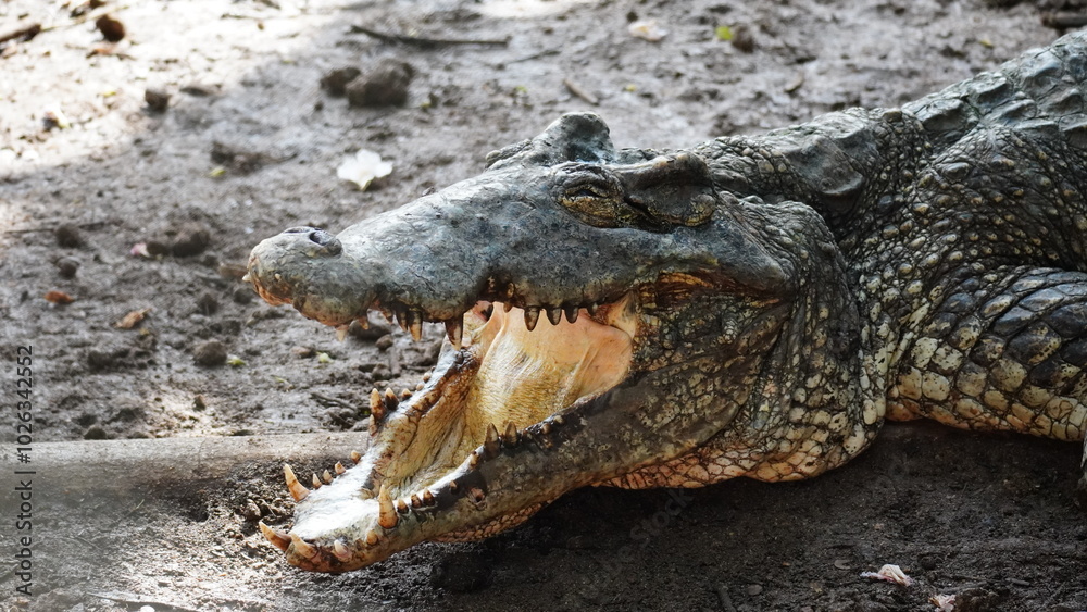 Fototapeta premium Close-up of Cuban crocodile