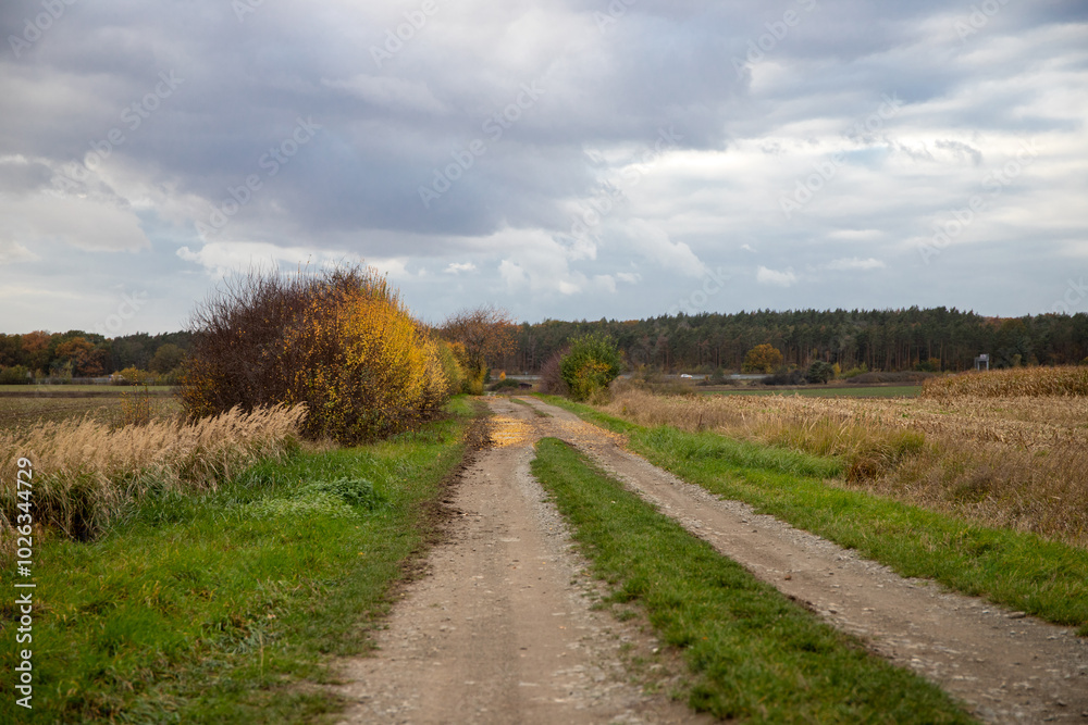 Panoramic view on a dirt road in September with corn, rapeseed, sugar beet and few trees Panoramic view on a dirt road in September with corn, rapeseed, sugar beet and few trees