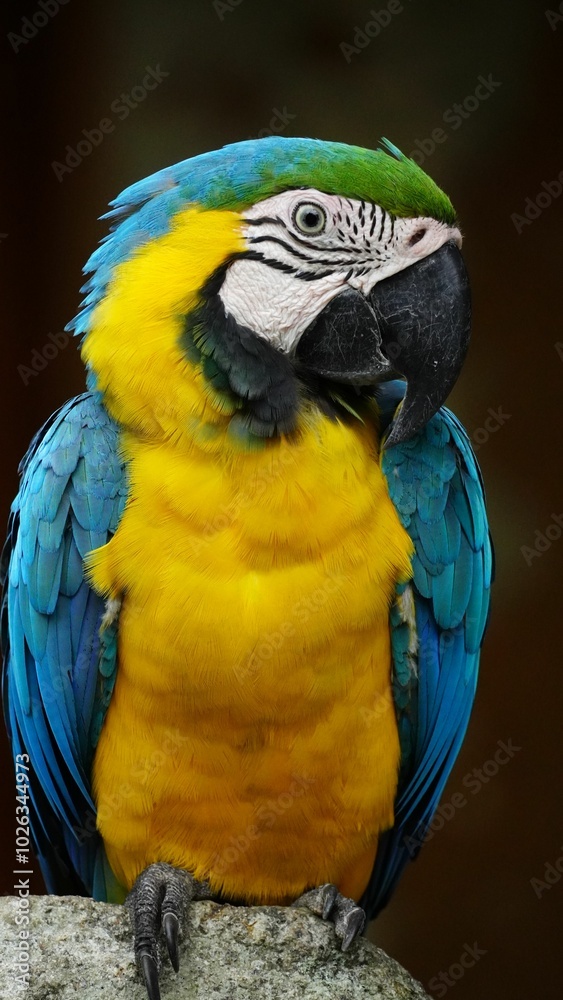 Fototapeta premium Guacamayo Amarillo portrait