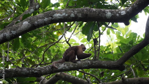 Playful capuchin monkey swinging through trees