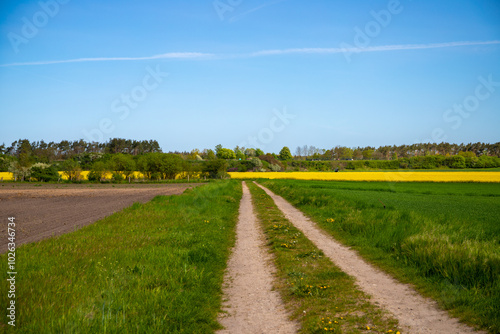 Panoramic view on a dirt road in September with corn, rapeseed, sugar beet and few trees