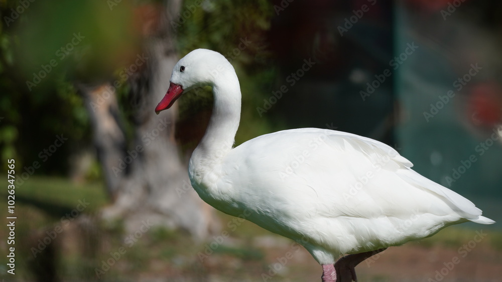 Goose in Japanese Garden in La Serena Goose in Japanese Garden in La Serena
