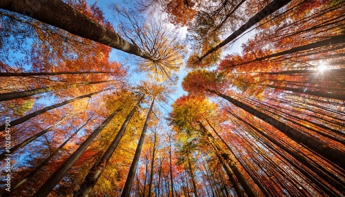 low angle view of trees in forest during autumn photo