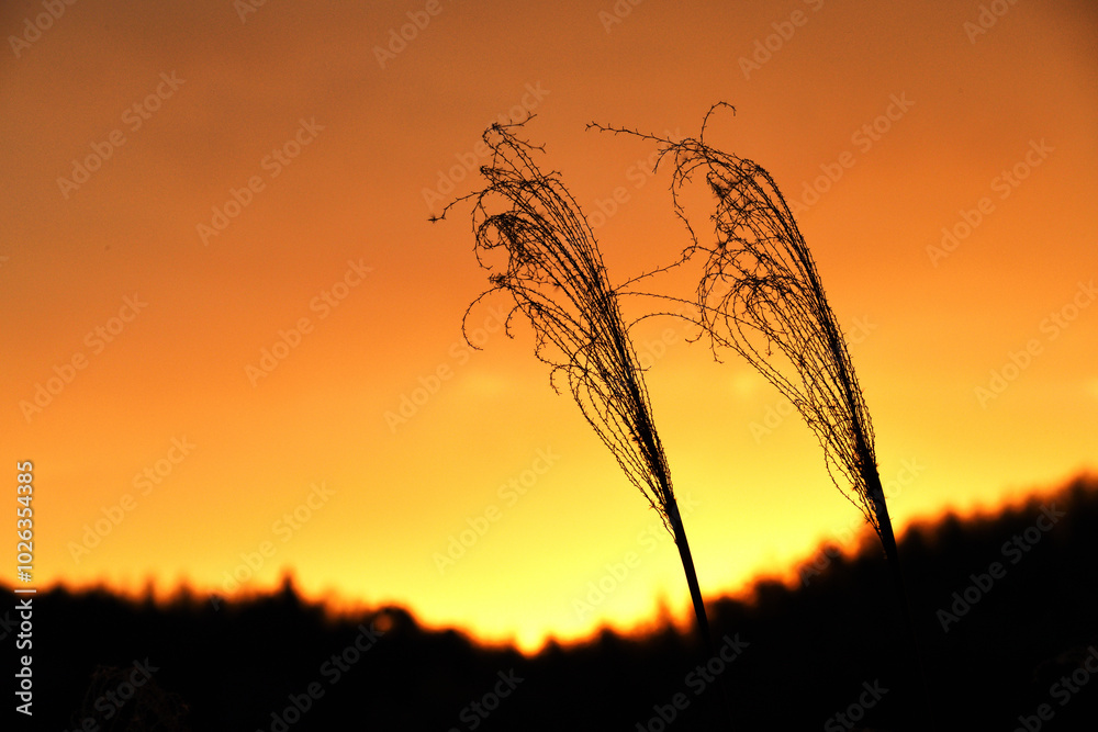 Fototapeta premium 田舎の夕景