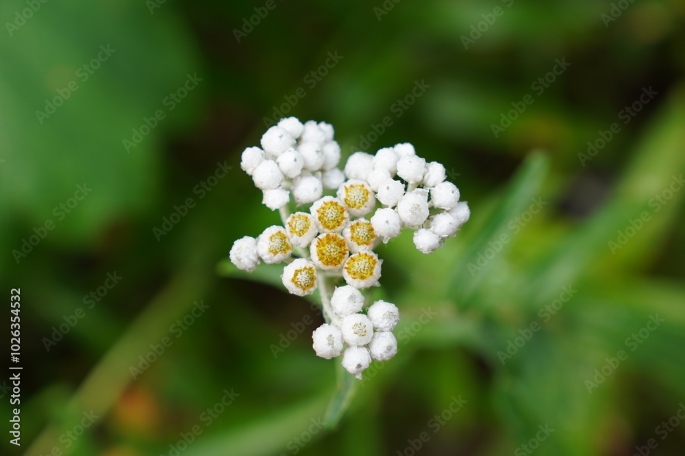 Kootenays landscapes and nature Kootenays landscapes and nature