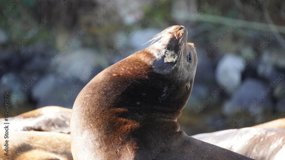 Fototapeta premium A sea lions of Vancouver Island