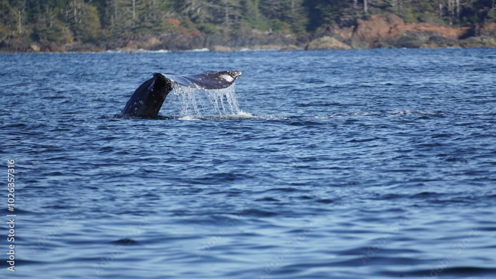 Obraz premium Tail of a Whale in Vancouver Island