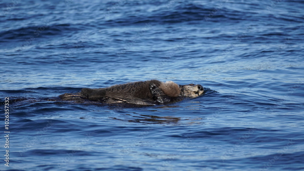 Fototapeta premium Sea otter Vancouver Island