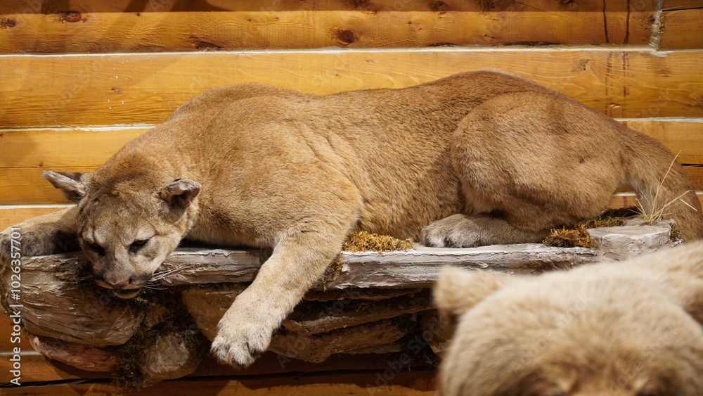Naklejka premium Animal expositions of the MacBride Museum of Yukon History