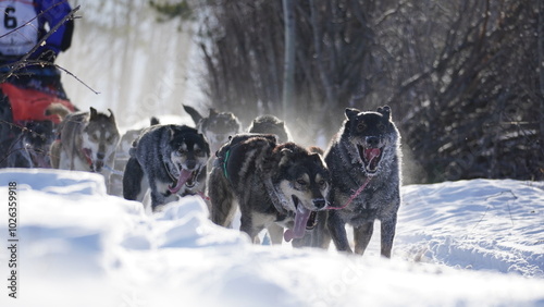 Yukon Quest 2024 in Whitehorse