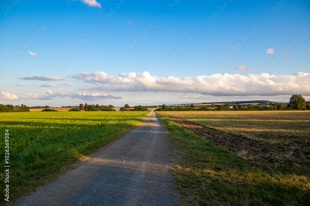 Naklejka premium Panoramic view on a dirt road in September with corn, rapeseed, sugar beet and few trees