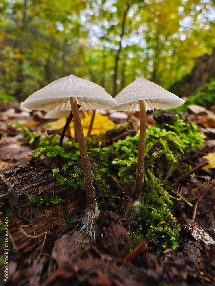 Mushrooms from the perspective of a beetle fantastic macro world in the forest Mushrooms from the perspective of a beetle fantastic macro world in the forest