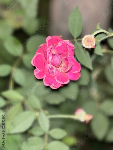 pink rose bush