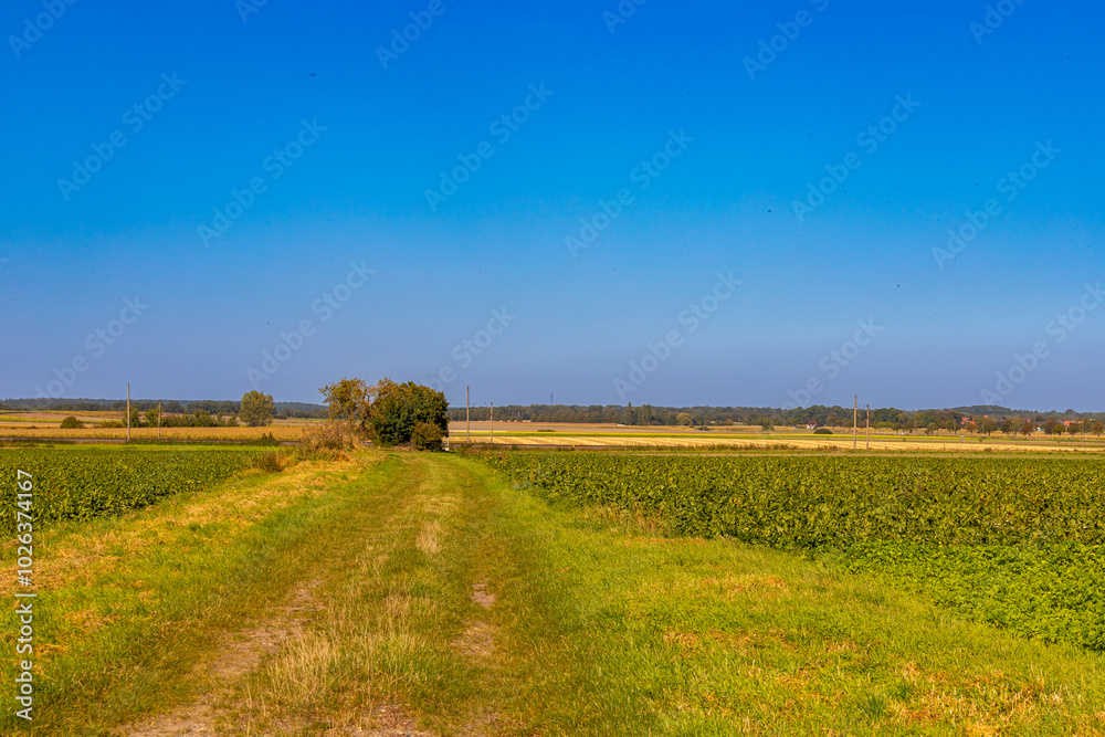 Fototapeta premium Panoramic view on a dirt road in September with corn, rapeseed, sugar beet and few trees