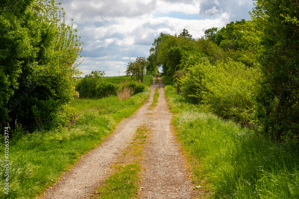 Panoramic view on a dirt road in September with corn, rapeseed, sugar beet and few trees Panoramic view on a dirt road in September with corn, rapeseed, sugar beet and few trees