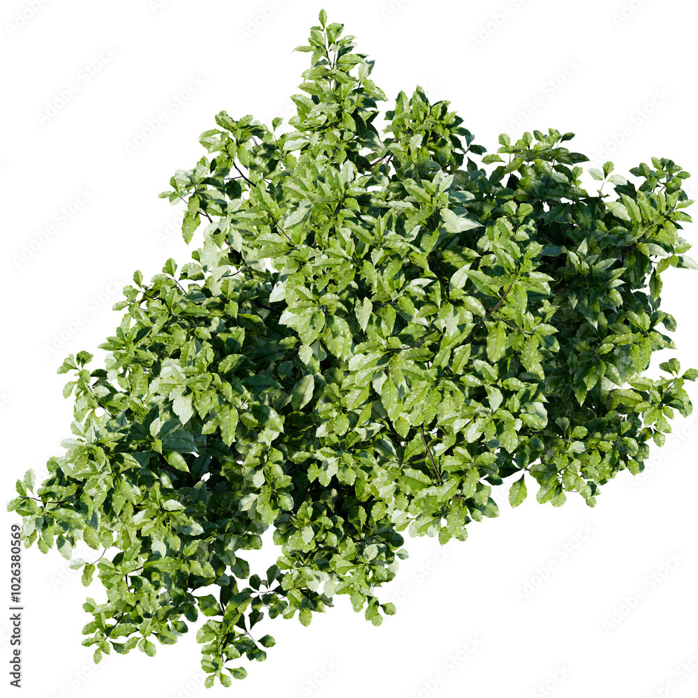 Obraz premium top view tree png architure plan