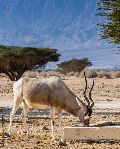 Antelope addax (Addax nasomaculatus)known as the screw-horn antelope. Due to ...