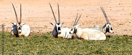 Resting  herd of antelope - Arabian white oryx (Oryx dammah), it inhabits native environments of Sahara desert, recently introduced into nature reserves of the Middle East

 photo