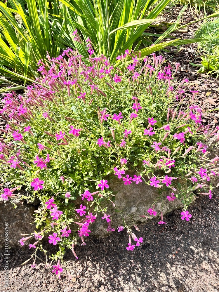 Blooming Silene schafta. An ornamental cushion-shaped creeping plant with delicate pink Armeria-like inflorescences.  Alpine flowers. Floral background