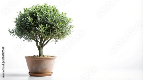 Olive tree in the pot isolated on white background