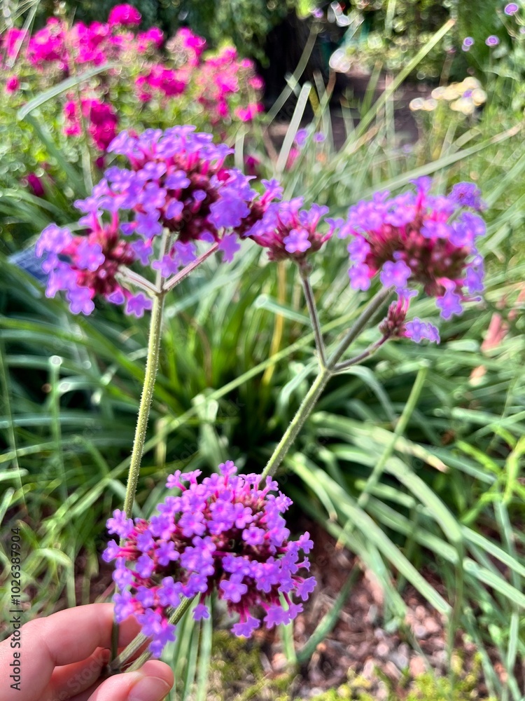 Obraz premium Blooming Verbena bonariensis with delicate pink inflorescences on a long stem in a summer garden.Floral background