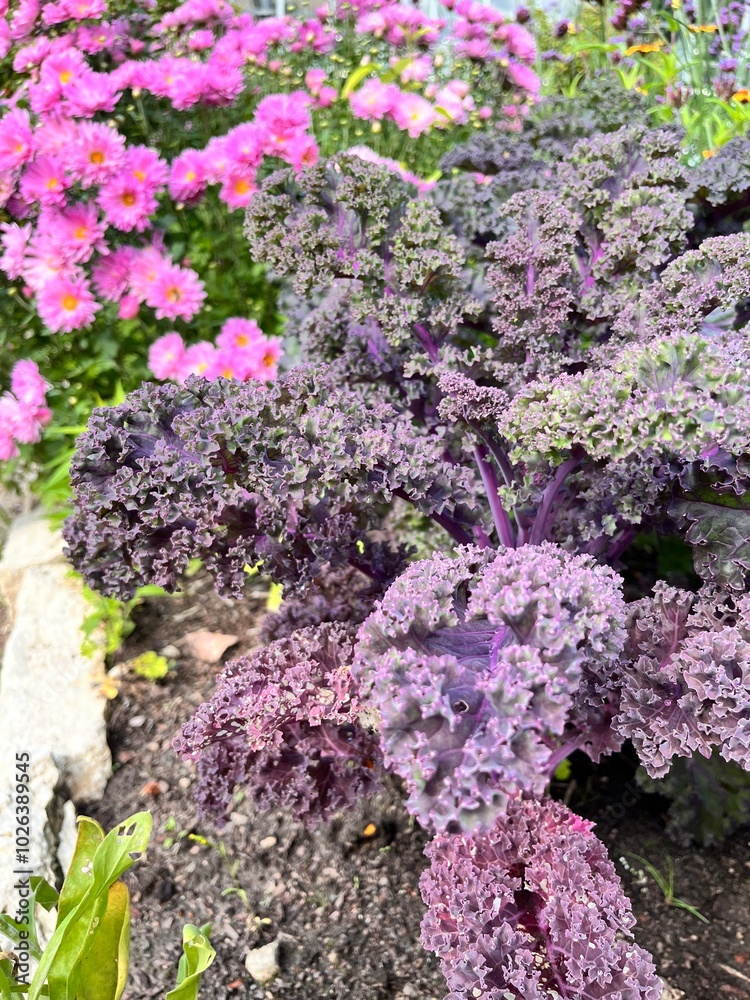 Brassica oleracea Scarlet with strongly curly green-purple leaves. An ornamental and edible plant. Autumn blooming flowers. Flower background Brassica oleracea Scarlet with strongly curly green-purple leaves. An ornamental and edible plant. Autumn blooming flowers. Flower background