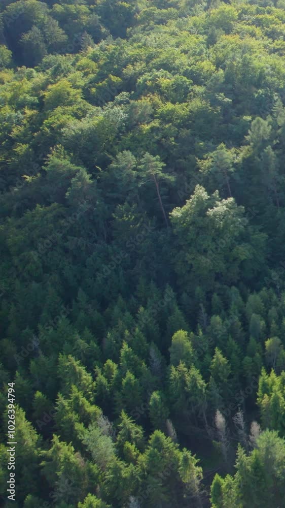 Nature’s Tranquility: Aerial View of a Dense Pine Forest and Sunlit Woods Nature’s Tranquility: Aerial View of a Dense Pine Forest and Sunlit Woods