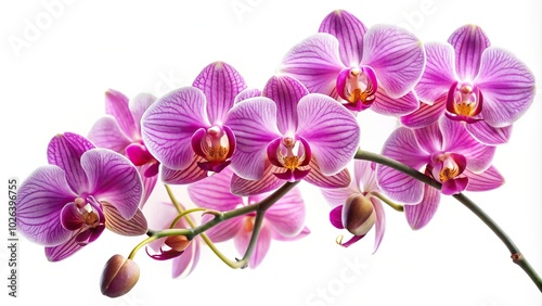 Orchid flower bouquet in panoramic view isolated on white background