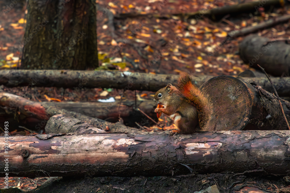 Alberta Red squirrel on tree in Autumn forest Alberta Red squirrel on tree in Autumn forest