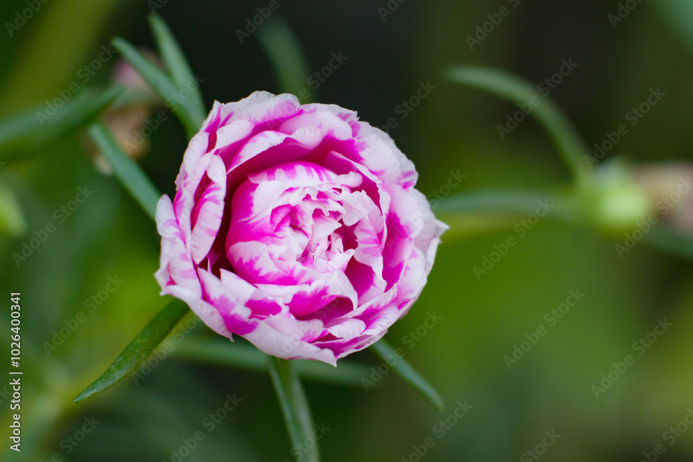 Flowers of Portulaca grandiflora or rose moss Flowers of Portulaca grandiflora or rose moss