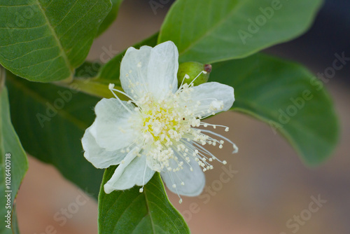 Flowers of the Syzygium aqueum tree