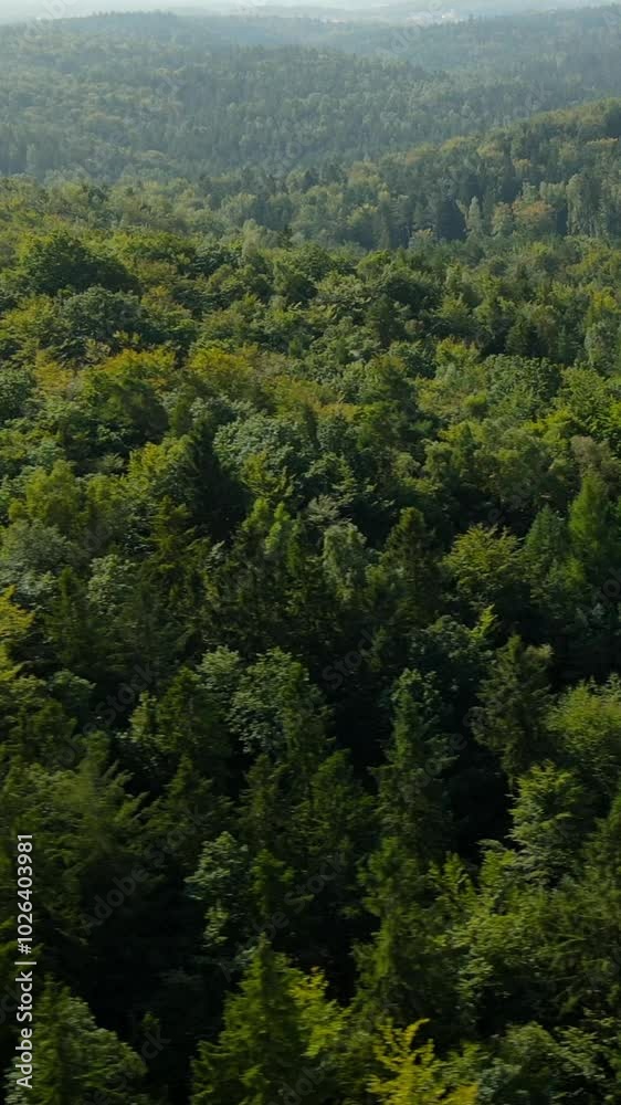 Aerial View of Lush Green Forest and Sunlit Trees in a Serene Nature Landscape Aerial View of Lush Green Forest and Sunlit Trees in a Serene Nature Landscape
