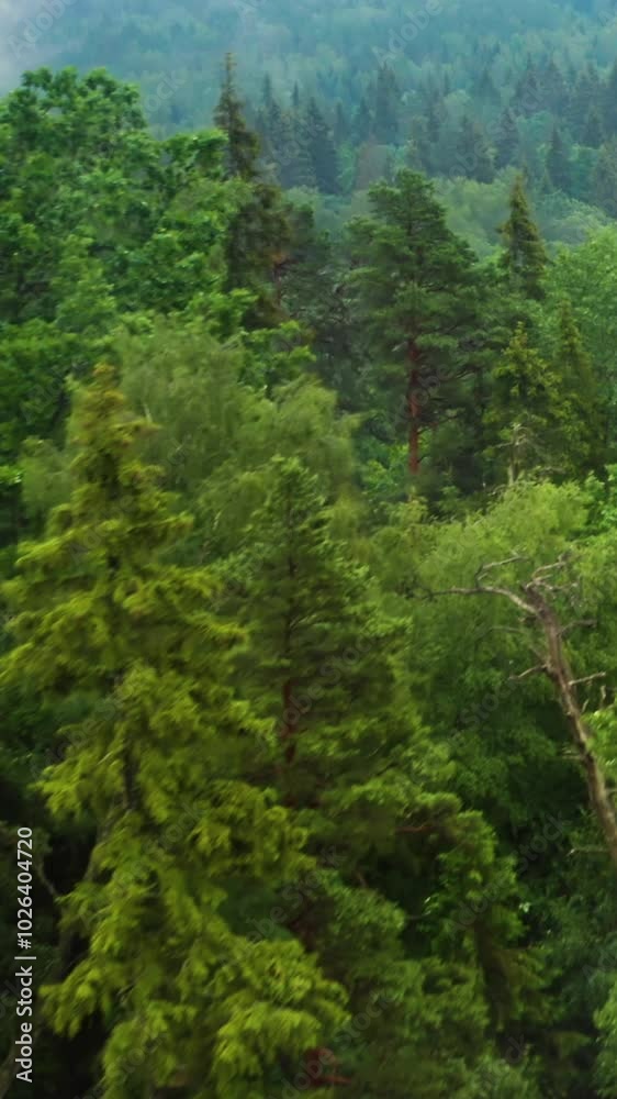 Green Forest and Sunlit Trees in a Serene Nature Landscape Green Forest and Sunlit Trees in a Serene Nature Landscape