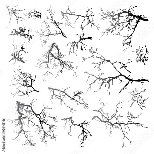 Natural tree branches silhouette on a white background. Natural branches on a white. 