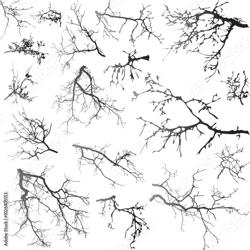 Natural tree branches silhouette on a white background (Vector illustration). Natural branches on a white. 