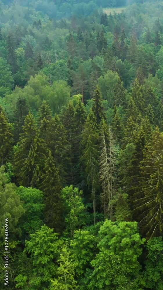 Green Forest and Sunlit Trees in a Serene Nature Landscape Green Forest and Sunlit Trees in a Serene Nature Landscape