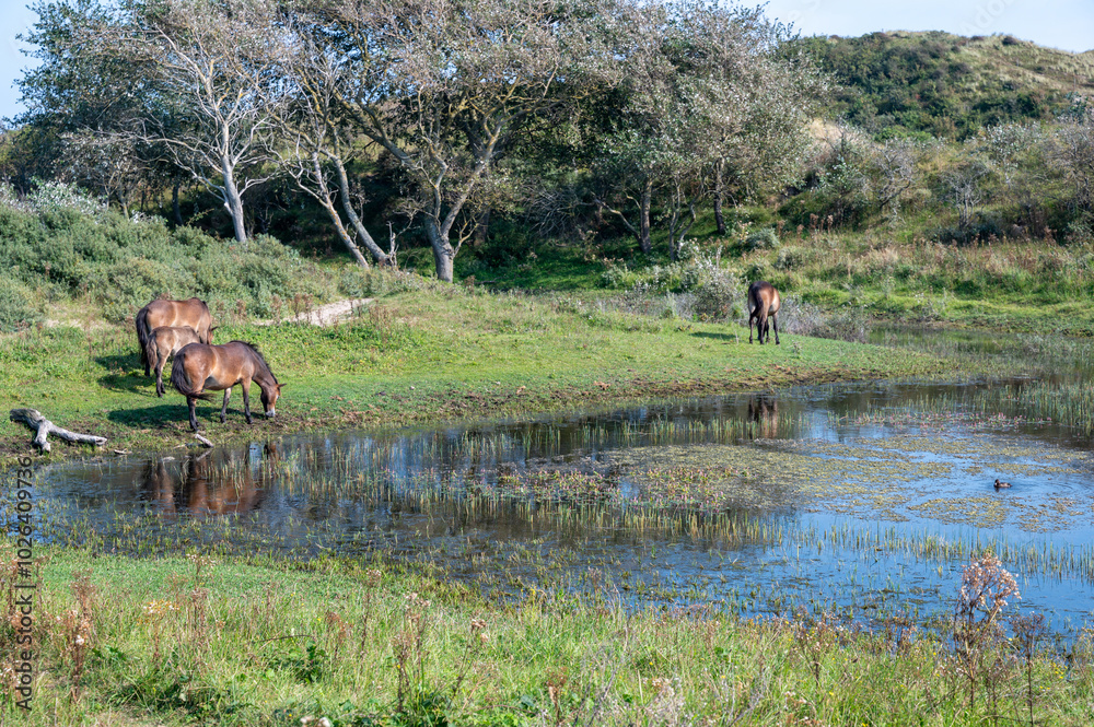 Wild horses at a small lake in a dune landscape Wild horses at a small lake in a dune landscape
