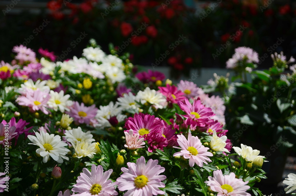 Bunches of Purple, Orange, Yellow, Red, Marroon and Pink Chrysanthemum Bunches of Purple, Orange, Yellow, Red, Marroon and Pink Chrysanthemum