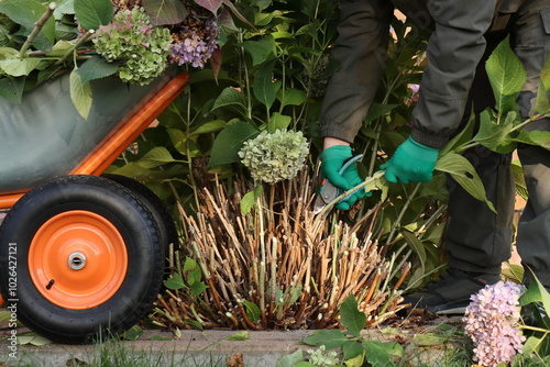 A gardener wearing green gloves trims branches of a large-leaved hydrangea with pruning shears for subsequent insulation with dry leaves and covering material