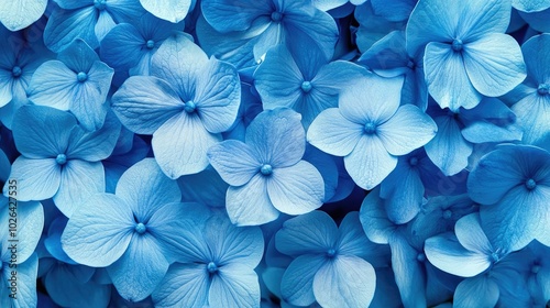 A close-up of blue hydrangea flowers in full bloom, their delicate petals radiating calm and beauty.