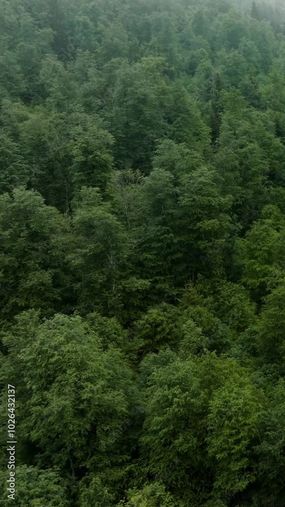 Aerial View of Lush Green Forest and Sunlit Trees in a Serene Nature Landscape Aerial View of Lush Green Forest and Sunlit Trees in a Serene Nature Landscape
