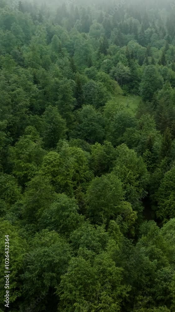 Aerial View of Lush Green Forest and Sunlit Trees in a Serene Nature Landscape Aerial View of Lush Green Forest and Sunlit Trees in a Serene Nature Landscape