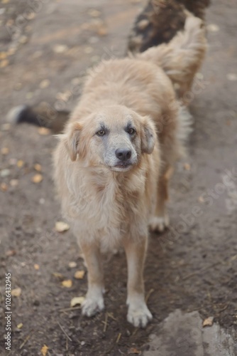 golden retriever dog portrait