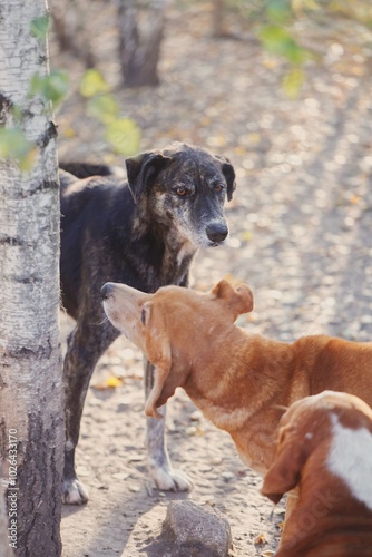 Two dogs portrait
