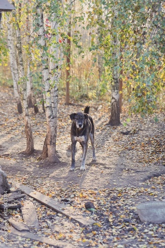 dog in the woods