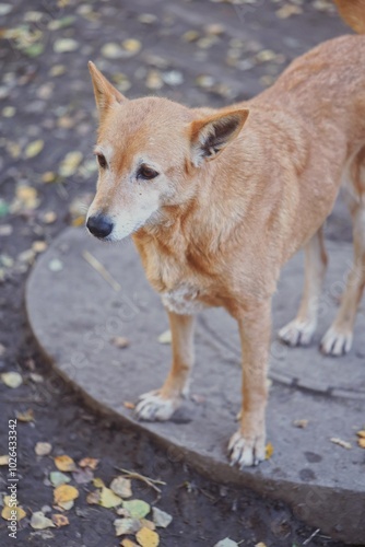 Old dog portrait
