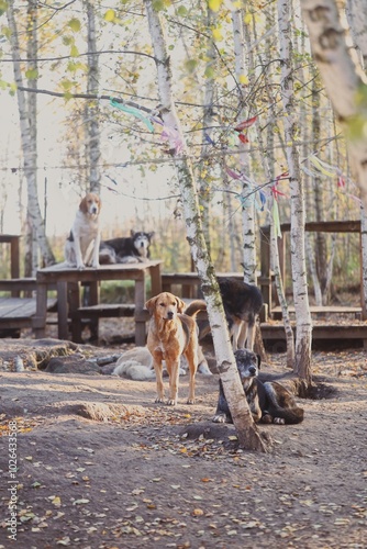 dogs in the park